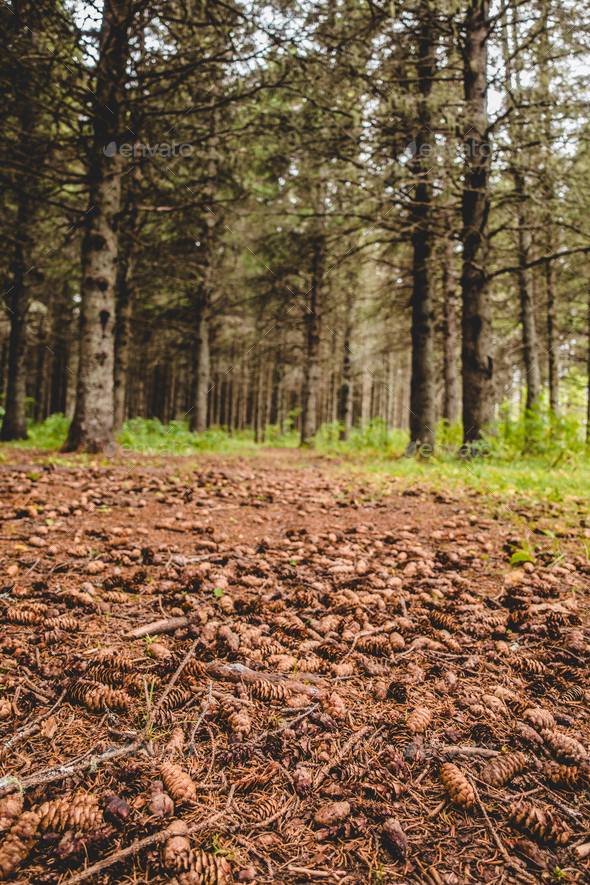 Waterless ground in evergreen forest Stock Photo by aetb PhotoDune